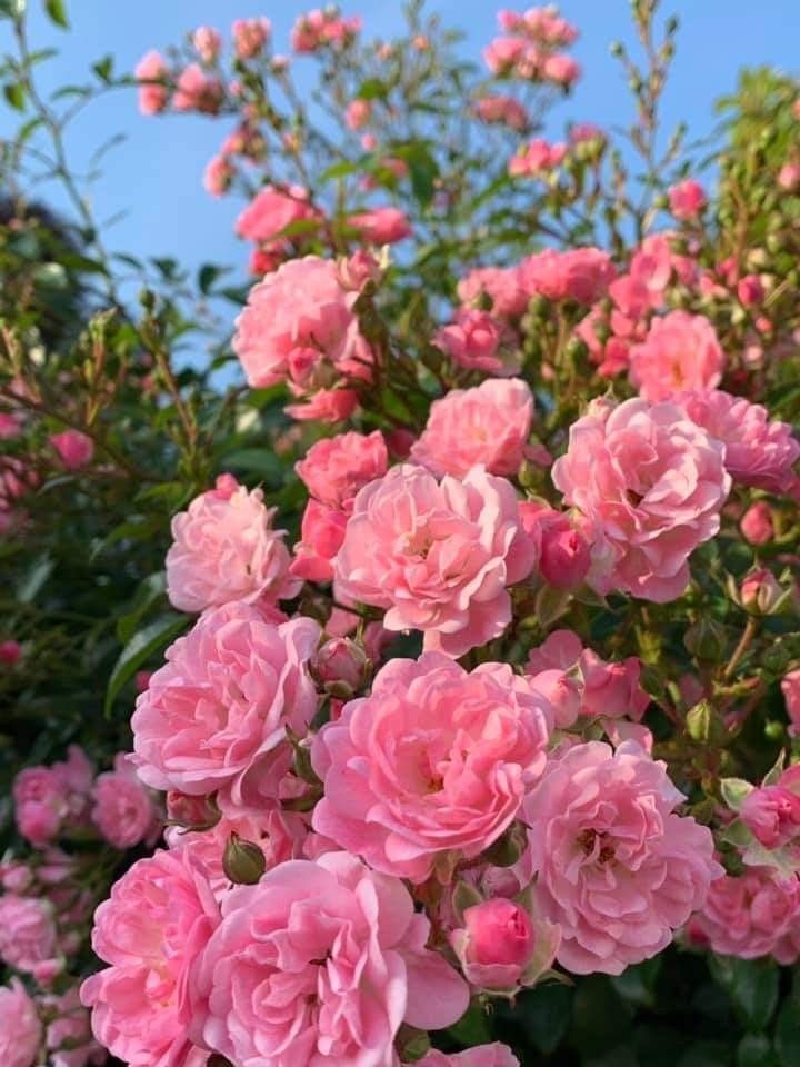 Sự đắt đỏ của chiết xuất hoa hồng Rosa damascena trong mỹ phẩm